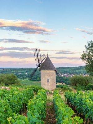 Luxury Wine Tours in France