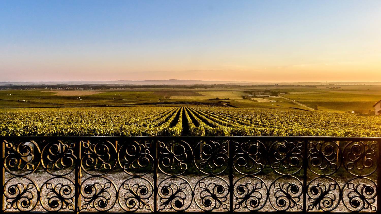 View of the Veuve Clicquot vineyard of Verzy in the morning