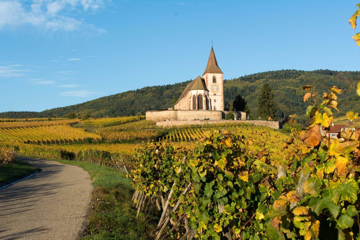 wine tours in alsace france